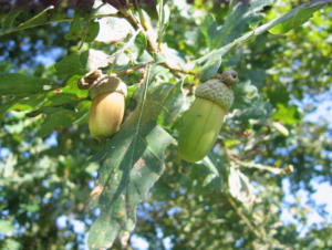 bosco-delle-viole-farnia