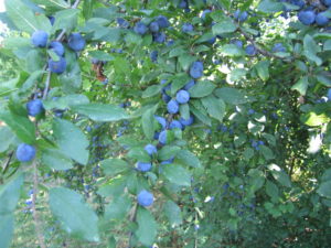 bosco-delle-viole-prugnolo