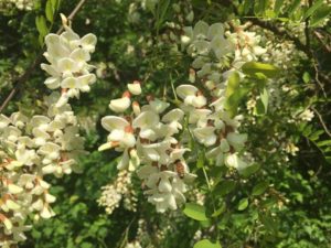 bosco-delle-viole-robinia-pseudoacacia